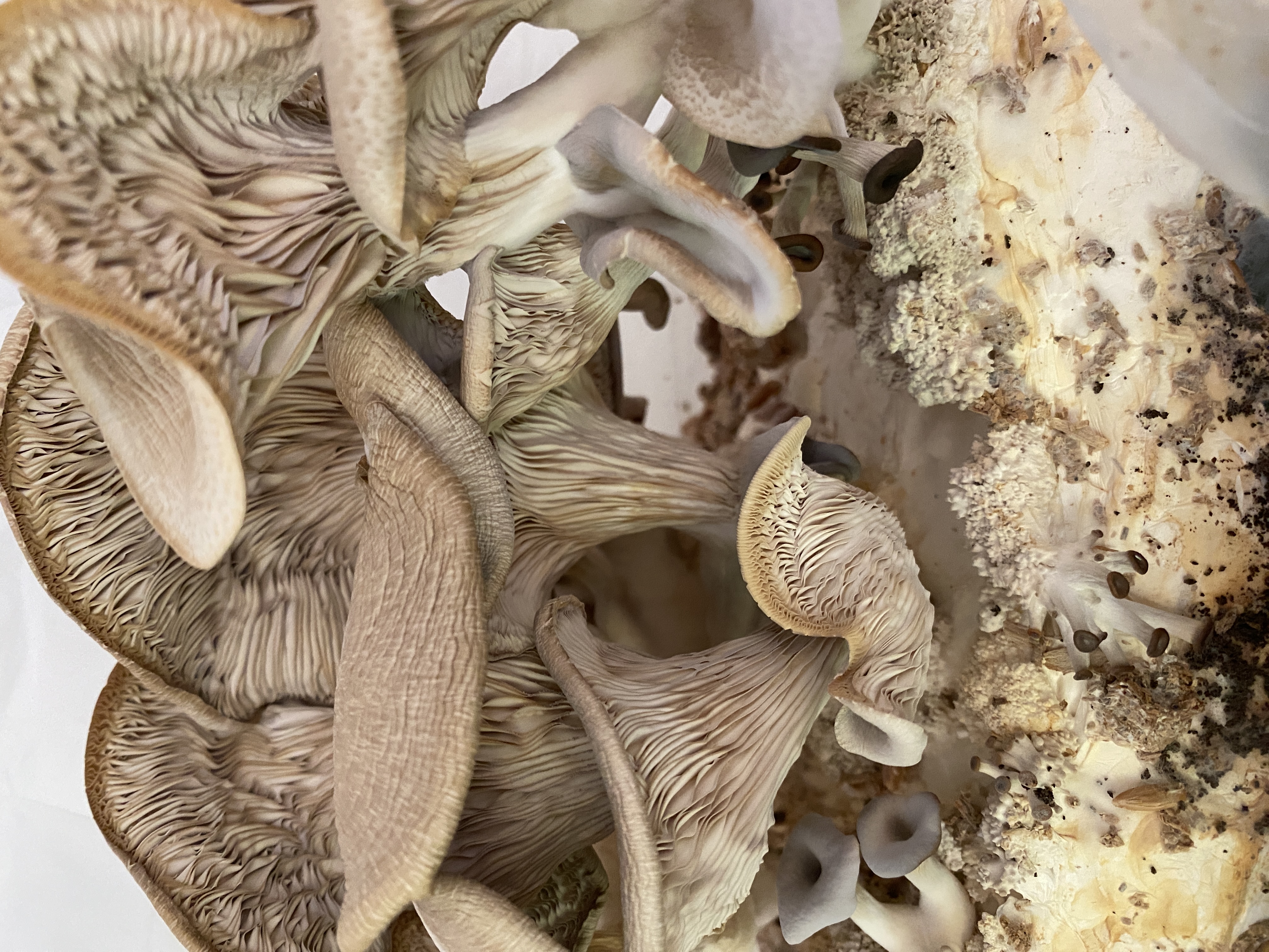 mushrooms