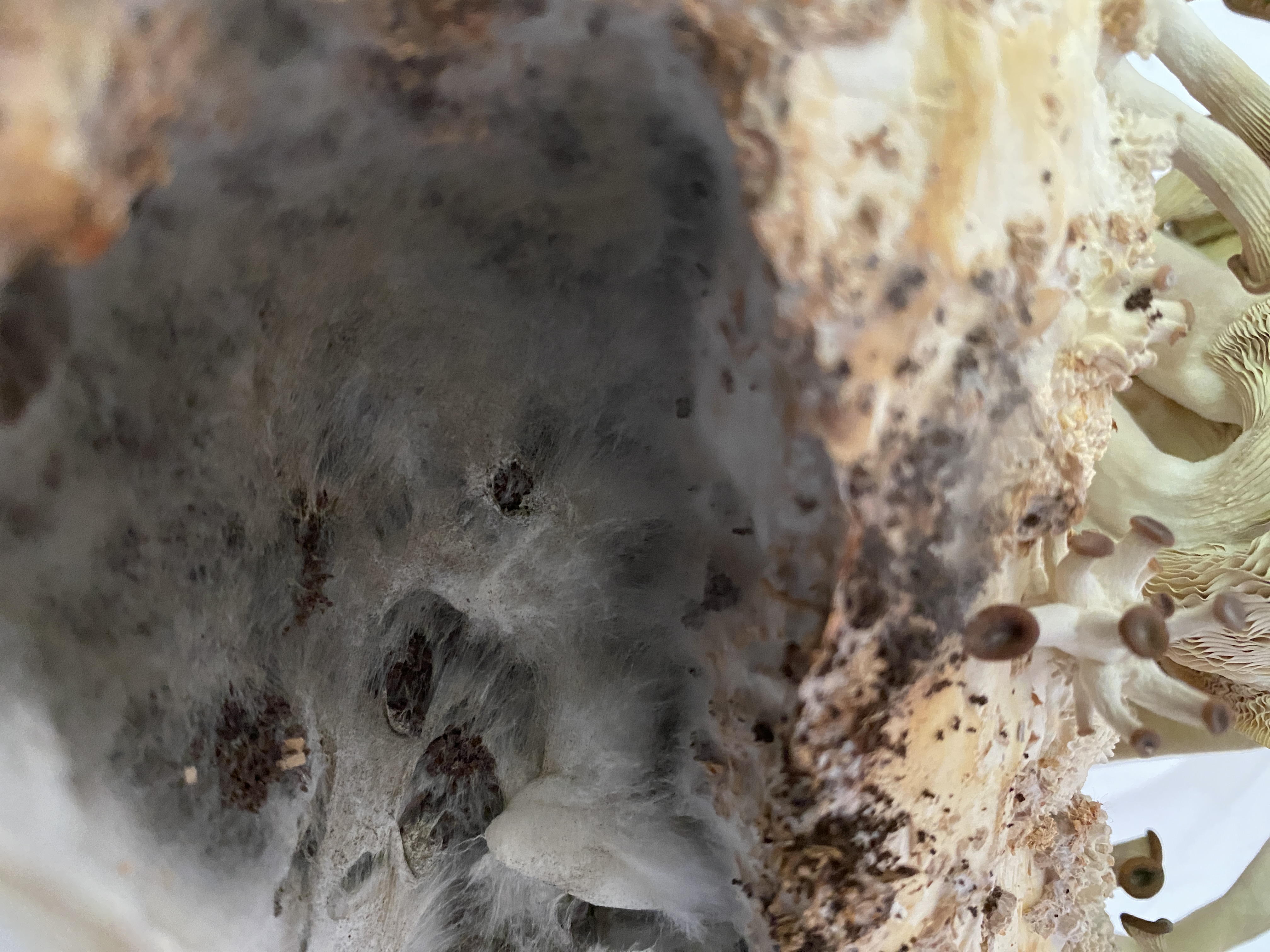 mycelium