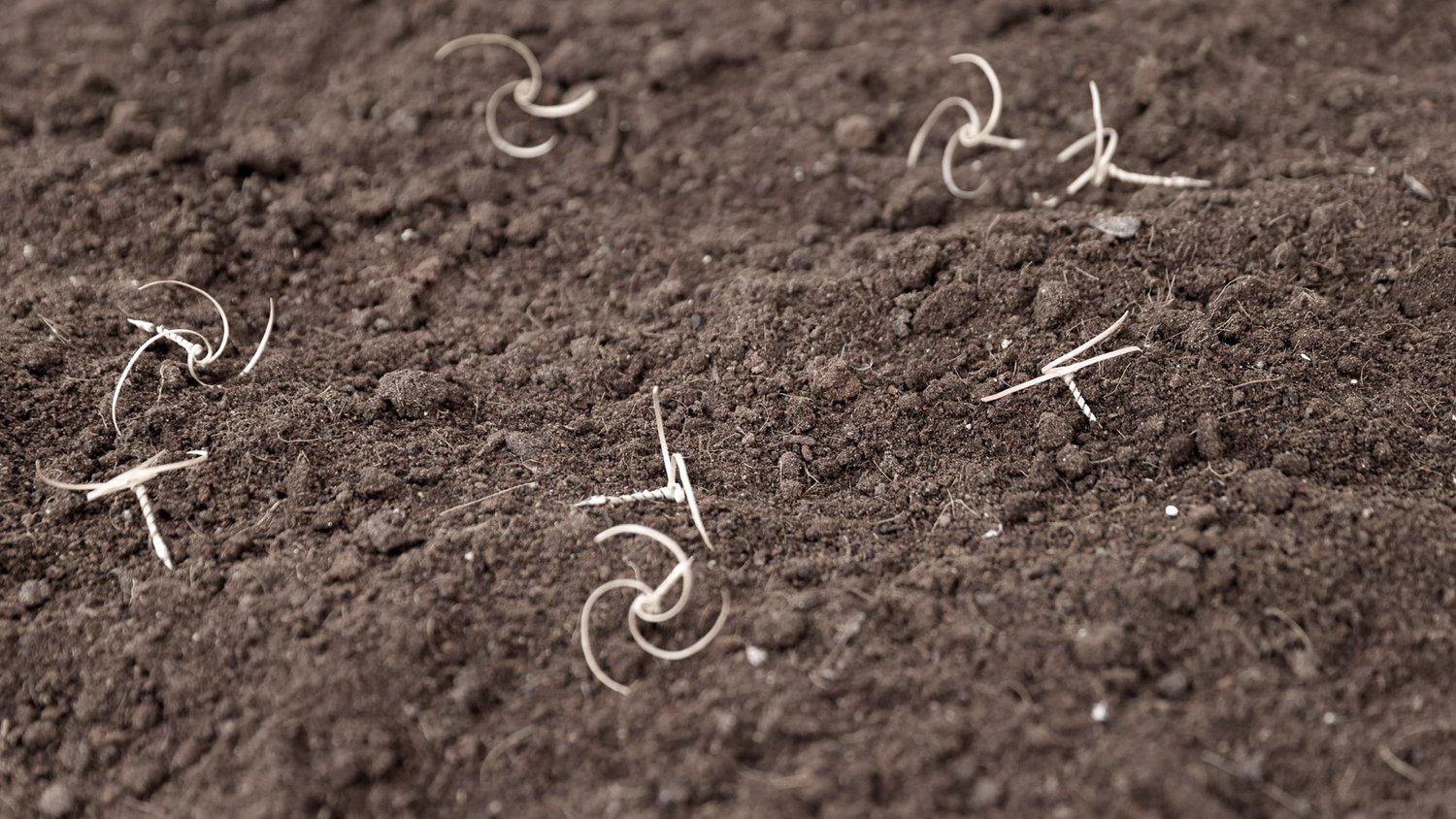 e-seeds are dropped on the ground